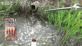 いや ブラクリでこの大物が釣れるのはビックリです