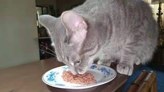 Cat Eating Salmon Cuts