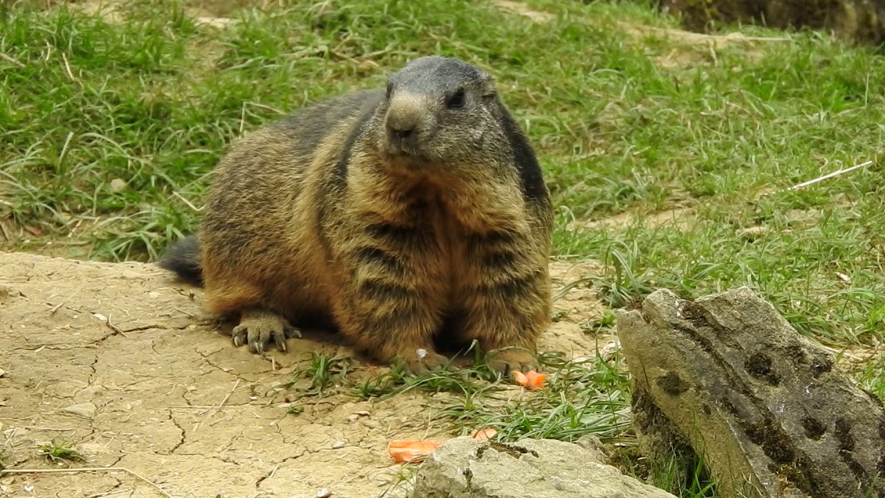 人参を食べるアルプスマーモット Alpine Marmot 16 0725 Youtube 人参を食べるアルプスマーモット Alpine Marmot 16 0725 Youtube