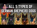 The 5 German Shepherd Breed Types!?! Simply Explained!