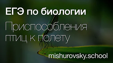 15 приспособлений птиц к полету | Биология ЕГЭ