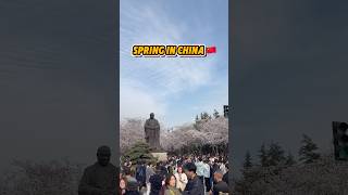 Cherry Blossom 🌸 #china #cherryblossom #spring #chinese