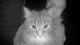 Curious cat sniffs and investigates doorbell camera #shorts