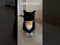 pertanyaan yang berat dari ntong #cats #cat #kucingbelangtiga #funny #kucinglucubandung #kucinglucu
