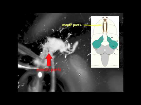 Video: Circuiti Neurali Che Guidano La Locomozione Larvale In Drosophila