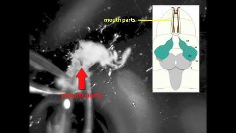 Larval Brain Dissection in Drosophila melanogaster