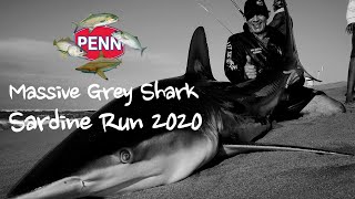 Big Grey Shark Sardine Run 2020