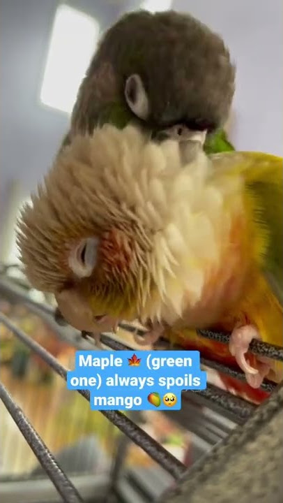 Download lagu ASMR preening | #shorts #conure #parrot