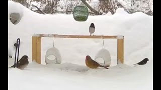 🥶 NY NJ SnowStorm BIRDS FEEDER  🐤  Cold winter birds feeding. Birds trying to find food. by Relaxing Videos for Cats, Dogs, and People. 990 views 3 years ago 1 hour, 7 minutes