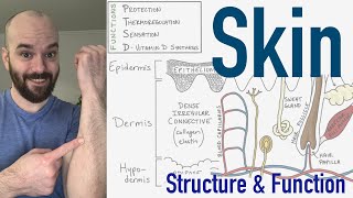 Integumentary System | Structure and Function of the Skin