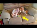 Filmaram um bebê Sozinho com um Cachorro. O Vídeo gerou 24 milhões de Visualizações