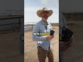 Why farmers REMOVE horns from calves⁉️🤔