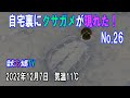 自宅裏にクサガメが現れた！No.26　～12月7日　気温11℃　まだ活動中～