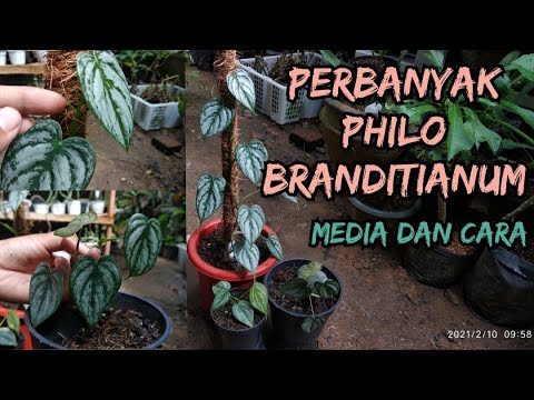 Video: Brandi Philodendron Varieti: Cara Menanam Tumbuhan Philodendron Brandtianum