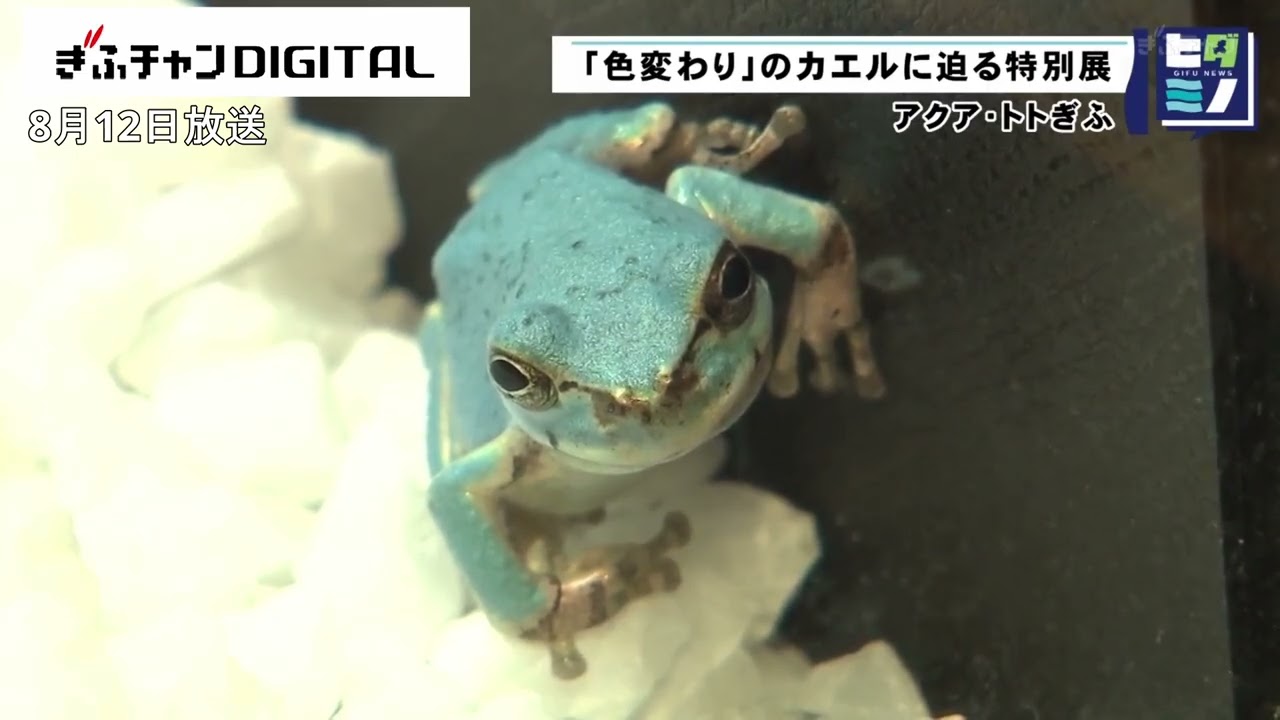 あかがえるのビルとタルタル Aqua-Totto Gifu Special Exhibition: A Closer Look at 