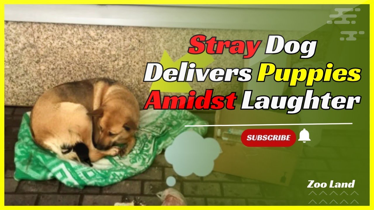 A Dog Gave Birth to Puppies in the Middle of the Street and People ...