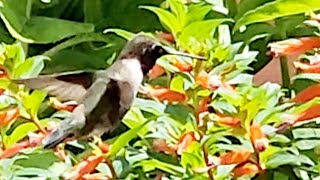 First Hummingbird with a happy squeal of joy!! by Joanne's Hummers 108 views 2 weeks ago 3 minutes, 26 seconds