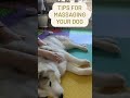 5 Tips For Massaging Your Dog Animal Massage 