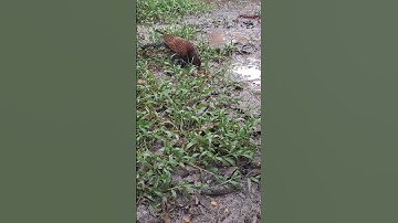 Chim bìm bịp săn rắn #trending #shorts #snake