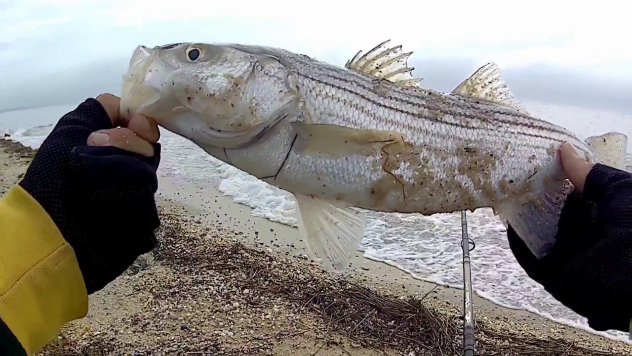 First Surfcasting Outing of the Season(2017) Striped Bass Fishing
