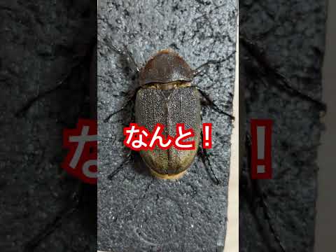 オスと間違えてパンケ飼育したメスの結果 ヘラクレスオオカブト