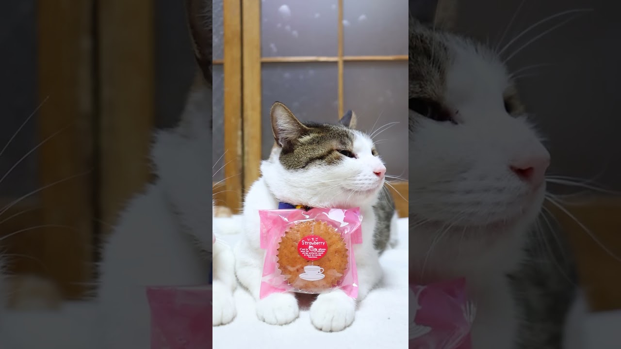 いちご Strawberry 260424 #のせ猫 #cat #cute #kitty #三毛