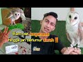 TIPS JITU MENJINAKKAN BURUNG HANTU LIAR/GALAK.