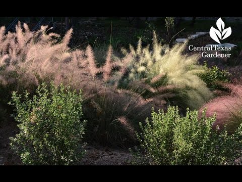 Video: Pestovanie rastlín texaského needlegrass: Zistite viac o využití texaského ihličia v záhradách