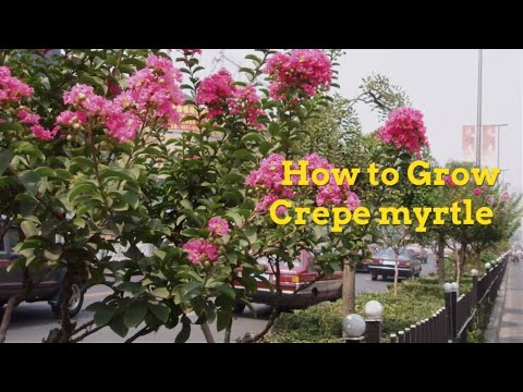 Video: Cold Hardy Crepe Myrtle Varieties: Anbau von Kreppmyrten in Gärten der Zone 5
