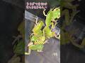 赤ちゃんアマガエルを50匹捕まえました! #カエル #frog #赤ちゃん
