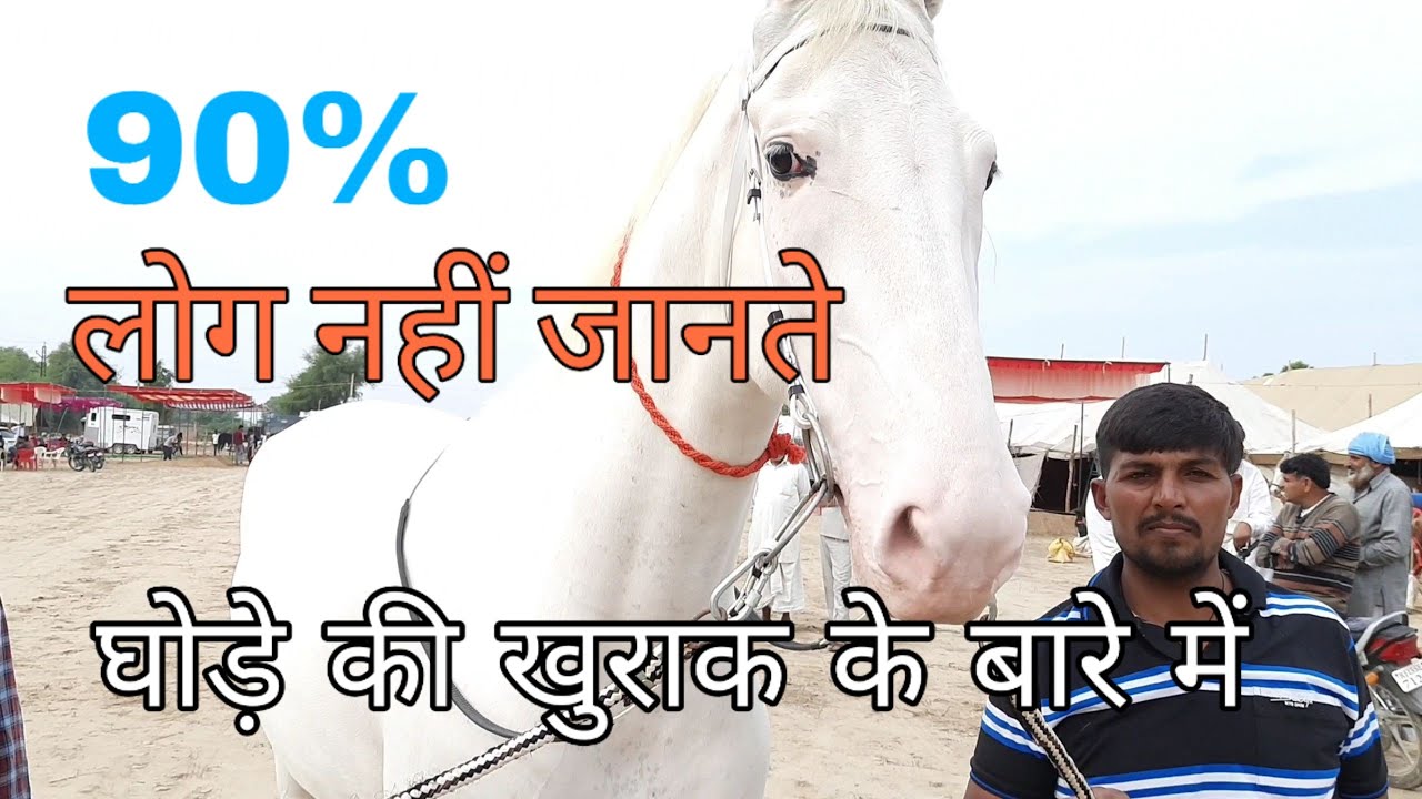 रूही 70 इंच हाइट की घोड़ी का डाइट प्लान || 70 inch height Ruhi's diet plane श्रीगंगानगर हॉर्स मेला