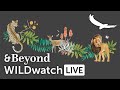 WILDwatch Live | 17 August, 2021 | Afternoon Safari | South Africa