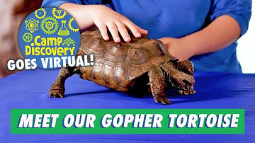 Meet our Resident Gopher Tortoise
