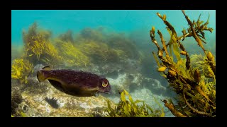 Sydney Harbour Underwater in 4K