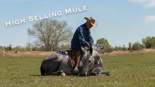 High Selling Mule at Jake Clark Mule Days  Mahoney Mules and Horses