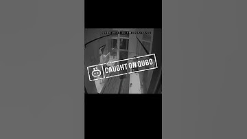 When your pets think nobody will find out😎| Qubo Smart Security Cameras | Trust of Hero Group