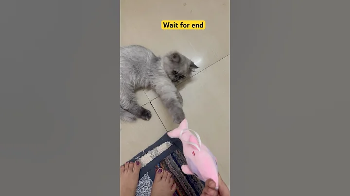 Watch the video about 😻#kitten #cat #cutecat #funny #kitty #kidsvideo #persiancat #meow #pet #youtubeshorts #viralshorts