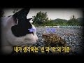 #369. 내가 생각하는 &#39;선&#39;과 &#39;악&#39;의 기준 #닭, #고양이, #두꺼비, #꿩