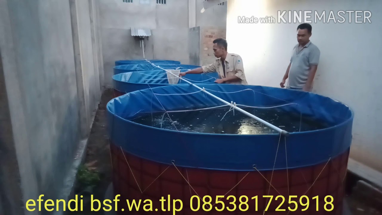 Budidaya lele sistem Bioflok.hemat lahan 