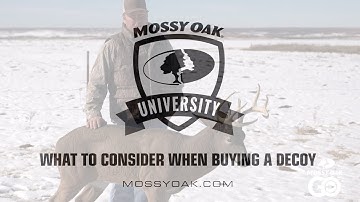 What to Consider When Buying a Deer Decoy • Mossy Oak University