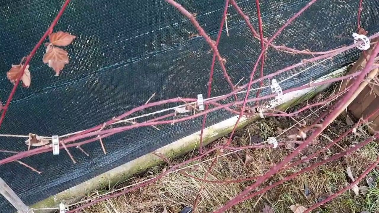 Szedermálna avagy málnaszeder gondozása, metszése és betegségei