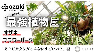 Enjoy a huge variety of plants and staghorn ferns at the ultimate