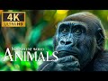 Magnificent world animals 4k discovering the majestic and mischievous of wildlife with relax music