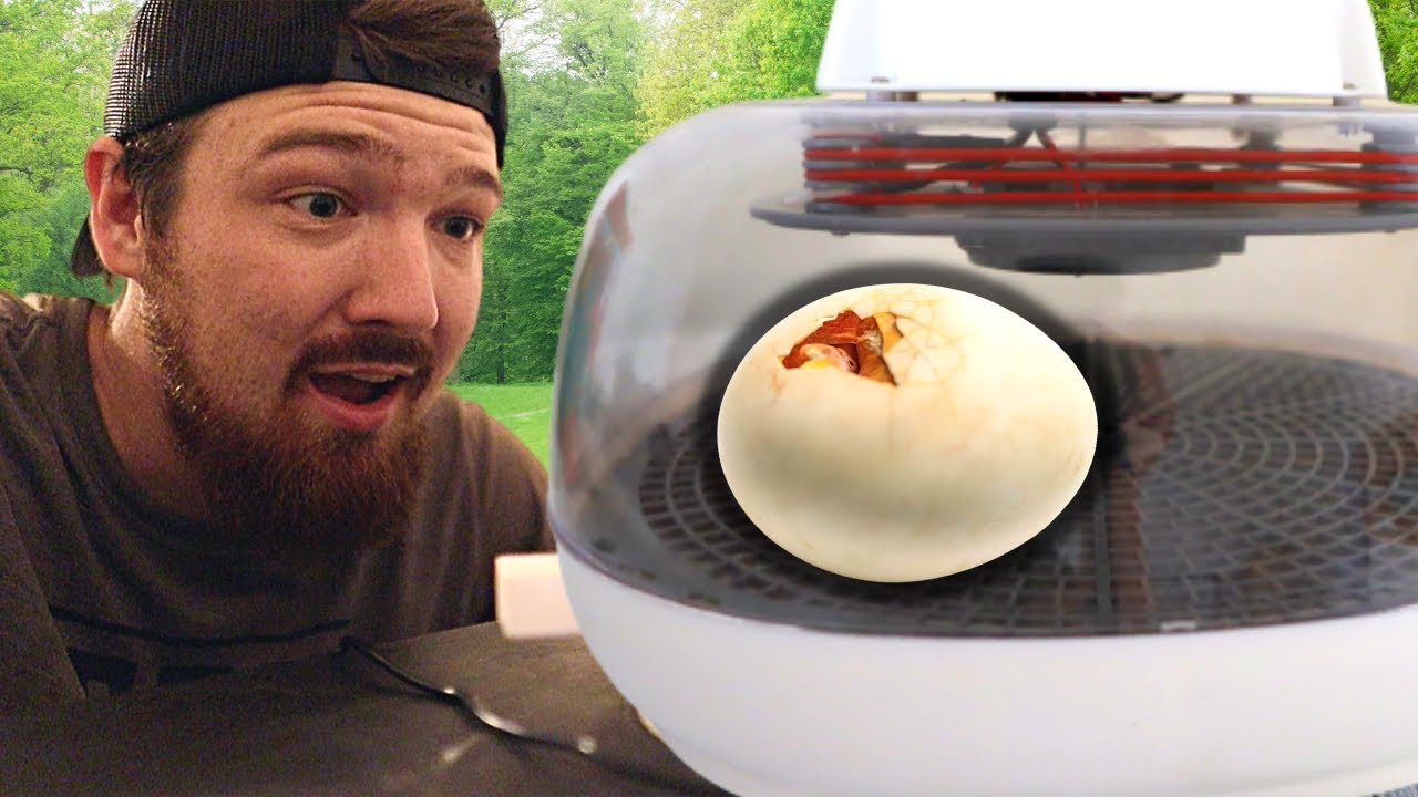 Hatching Out RARE Chicken Eggs... then this happened YouTube