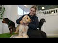 Hanrob Dog Playgrounds - Premium Doggy Daycare and Dog Grooming Centre in Brookvale