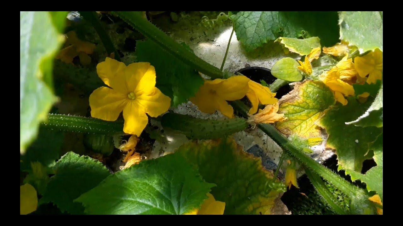 Planting and Harvesting Aquaponic Greenhouse Cucumbers in July