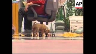 Dog saved from chopping block becomes Spanish team's mascot