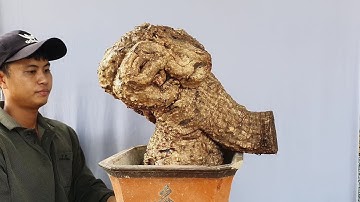 Củ cóc chua(X) siêu quái dị hàng độc lh 0795050333