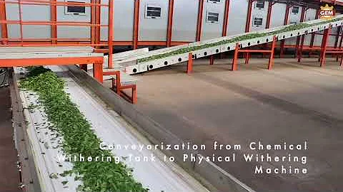 Tea Manufacturing Process || Continuous Chemical Withering Solution || GEM Machinery, Kolkata