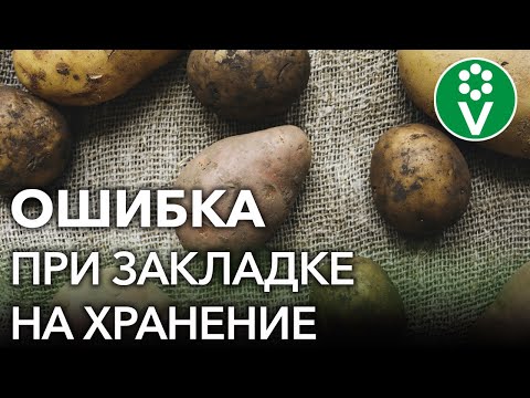 Видео: Сбор и хранение сладкого картофеля: как хранить сладкий картофель после сбора урожая
